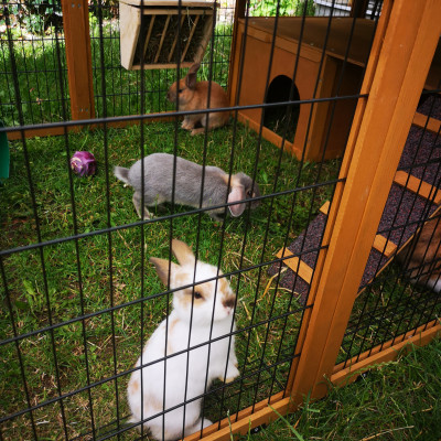 Unsere kleine Kaninchenfarm